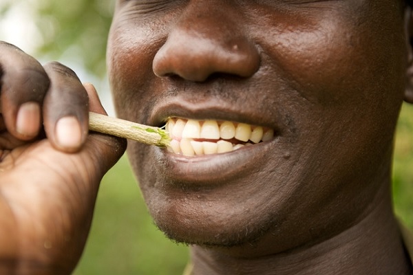 Miswak pode ser mais eficaz contra bactérias orais do que as escovas de dente convencionais